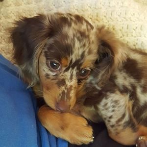 Meet your Posher, Pj